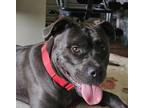 Adopt Black Pearl Luco a Pit Bull Terrier