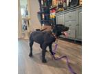 Adopt Bea Boyle a Black Labrador Retriever, American Staffordshire Terrier