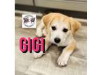 Adopt Gigi West Little Angel a Labrador Retriever, German Shepherd Dog