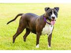 Adopt Laika Moo Cow Lover Girl a Boxer, Pit Bull Terrier