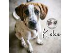 Adopt Kelce Kassen a English Pointer, Beagle
