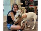 Adopt Prancer Sims Boswell a Labrador Retriever, Pointer