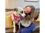 Adopt Ariel Waller a Anatolian Shepherd, Labrador Retriever