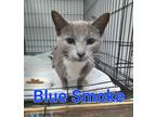 Adopt Blue Smoke a Domestic Short Hair