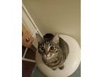 Violet Domestic Shorthair Young Female