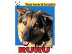 RuRu German Shepherd Dog Adult Male
