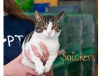 Snickers Domestic Shorthair Young Male