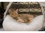 Greer Domestic Shorthair Young Female
