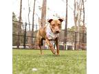 Jaye American Staffordshire Terrier Young Female