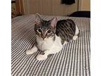 Lily 2 Domestic Shorthair Young Female