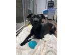 Macy (sponsored adoption fee) Mixed Breed (Large) Young Female