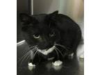 Jack Domestic Shorthair Adult Male