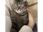 Adopt Mabel a Domestic Short Hair