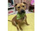 Adopt Honey Bee A163337 a Mixed Breed