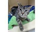 Smooches Domestic Shorthair Young Female