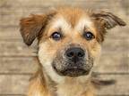 Aria - $55 Adoption Fee Special Shepherd (Unknown Type) Young Female