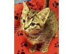 Declan Domestic Shorthair Kitten Male