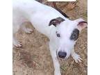 Adopt Catalina a Italian Greyhound, Jack Russell Terrier