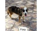 Adopt Foxy a Border Collie, Spaniel