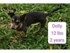 Adopt Dolly a Miniature Pinscher, Mixed Breed