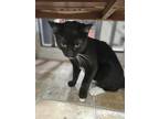 Bonnie Domestic Shorthair Kitten Male