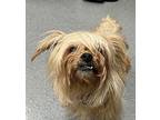 Daisy * Bonded With Taco * Yorkie, Yorkshire Terrier Senior Female