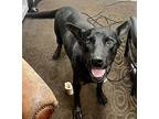 Rocky Labrador Retriever Adult Male