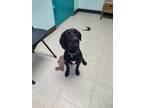 Harper Labrador Retriever Puppy Female