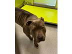 Adopt Pool Floaty a Pit Bull Terrier, Mixed Breed