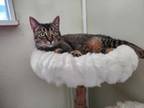 Adopt Spice a Domestic Short Hair