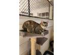 Adopt Betty Rose a Domestic Short Hair