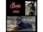 Bear Australian Cattle Dog Adult Male