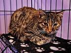 Gecko Domestic Shorthair Young Female