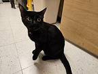 Mamma Cat Domestic Shorthair Adult Female