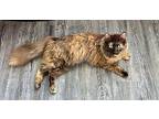 Boba Domestic Longhair Young Female