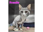 Rosalie Domestic Shorthair Kitten Female