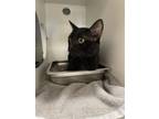 Mr. Kitty Domestic Shorthair Adult Male