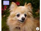 Star Pomeranian Senior Female