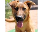 Adopt KIA a German Shepherd Dog, Mixed Breed