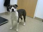 Adopt PAISLEY a Pit Bull Terrier, Mixed Breed