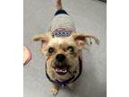 Adopt Daisy * Bonded With Taco * a Yorkshire Terrier, Shih Tzu