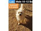 Loki Terrier (Unknown Type, Medium) Adult Male