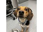 Rudy * Foster Needed * Beagle Adult Male
