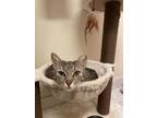 Adopt Rosie Jo a Tabby, Domestic Short Hair