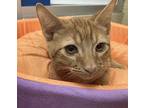 Axel Domestic Shorthair Young Male