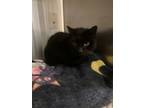 Adopt Clara a Domestic Medium Hair, Domestic Short Hair