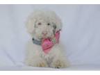 Adopt Dove a Poodle, Mixed Breed