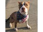 Adopt Daffodil a Pit Bull Terrier