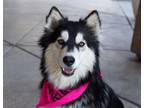 Adopt Willow a Siberian Husky, Alaskan Malamute