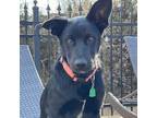 Adopt Susie a Shepherd, Black Labrador Retriever